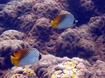 Corallimorph (large)