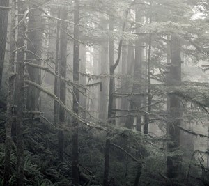 in-the-fog-thumb(edit)